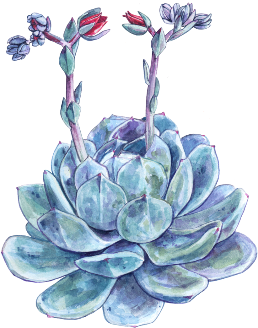 Succulent (1000x1173), Png Download