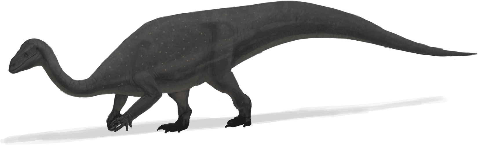 Mussaurus Patagonicus Was An Early Sauropodomorph Dinosaur - Mussaurus Png (1650x503), Png Download