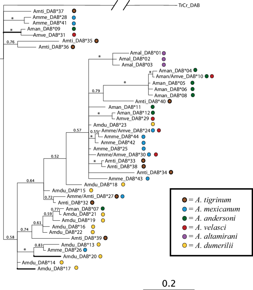 Bayesian Tree Of Genealogical Relationships Among Dab - Allele (850x973), Png Download