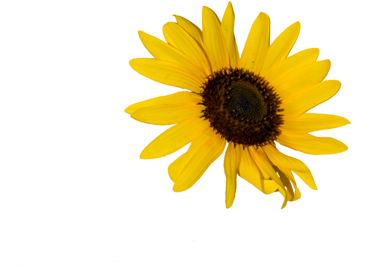 Sunflower - Yellow Flower Doodle Png (929x860), Png Download