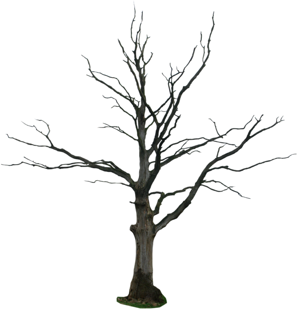 Dead Tree Drawing (600x626), Png Download