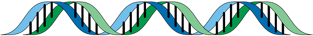 Dna- - Adn Y Arn Png (640x320), Png Download
