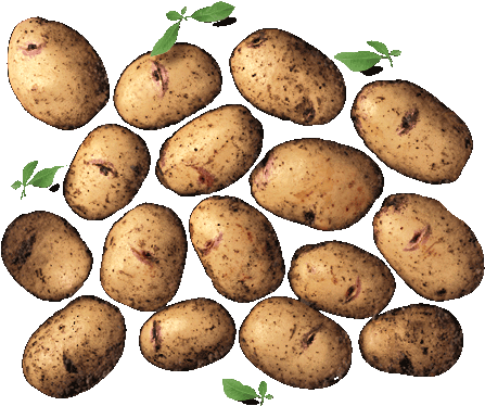 Kestrel - Russet Burbank Potato (468x391), Png Download