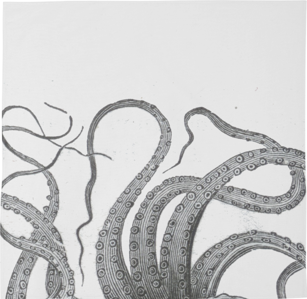 00 Design By Igalaxy - Octopus Art (1196x1164), Png Download