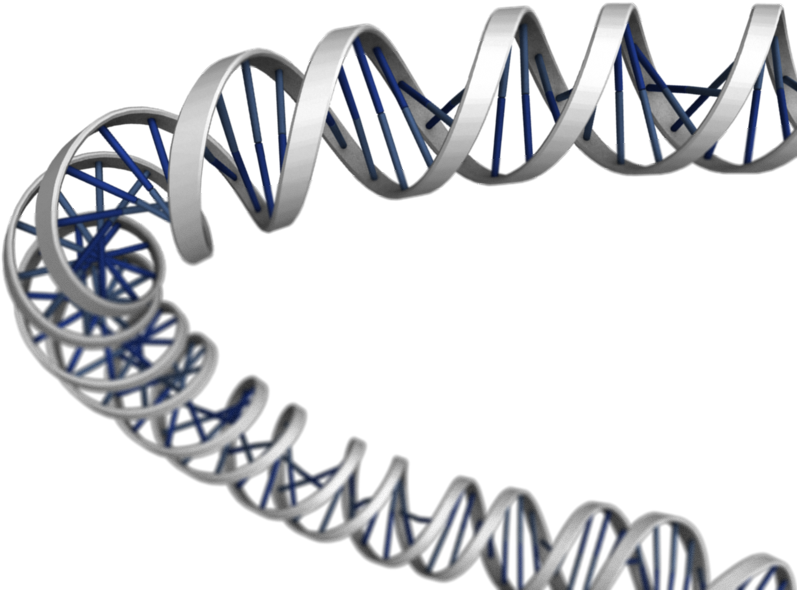 3d Dna Png Download - Dna Structure 3d Png (800x600), Png Download