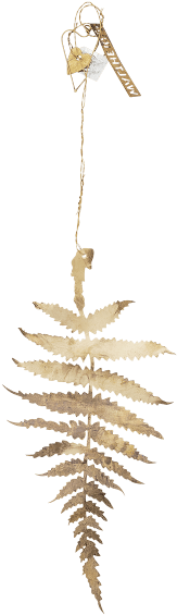 Ostrich Fern (750x1000), Png Download