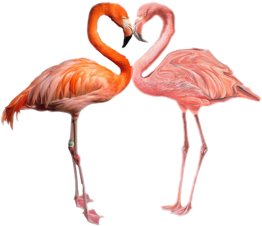 Flamingo Flamenco Ftestickers Tumblr Stickers - L'origine Des Espèces Au Moyen De La Sélection Naturelle: (522x450), Png Download