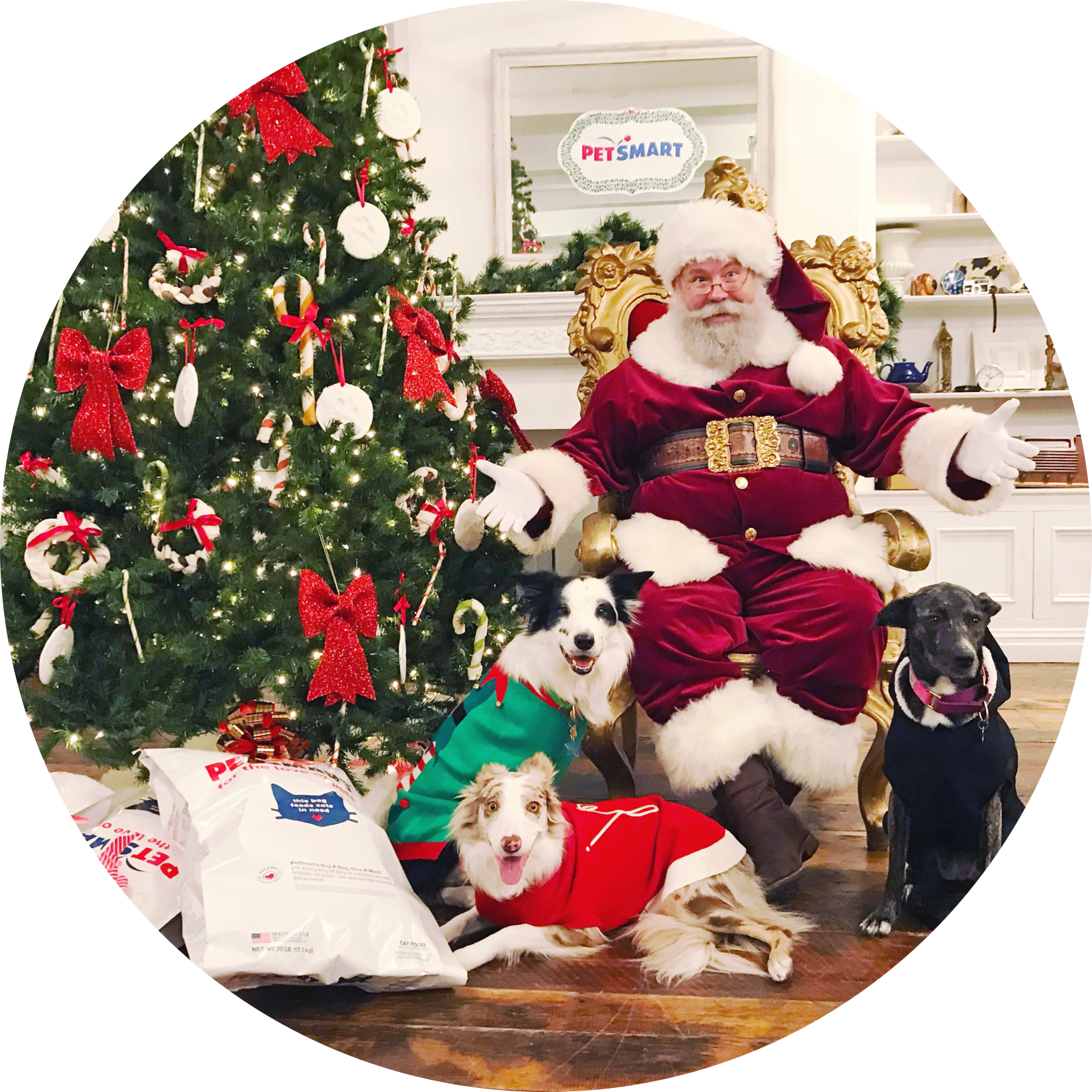 A Petsmart Christmas - Poodle (1632x1632), Png Download