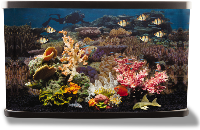 Coral - National Geographic, 3-d Lenticular Coral Aquarium (700x430), Png Download