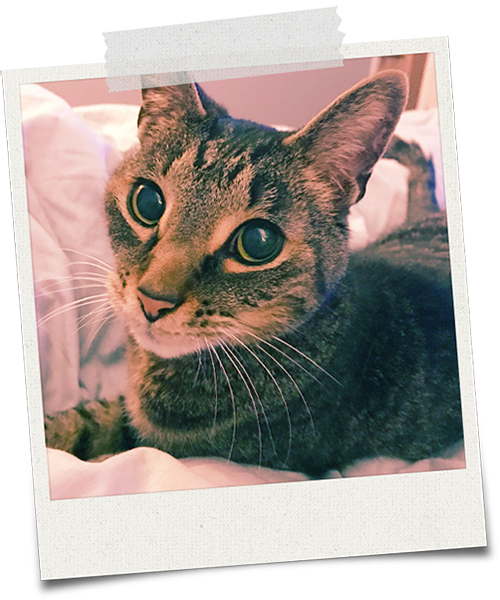 I Was Adopted From Petsmart As A Kitten - Tabby Cat (500x600), Png Download