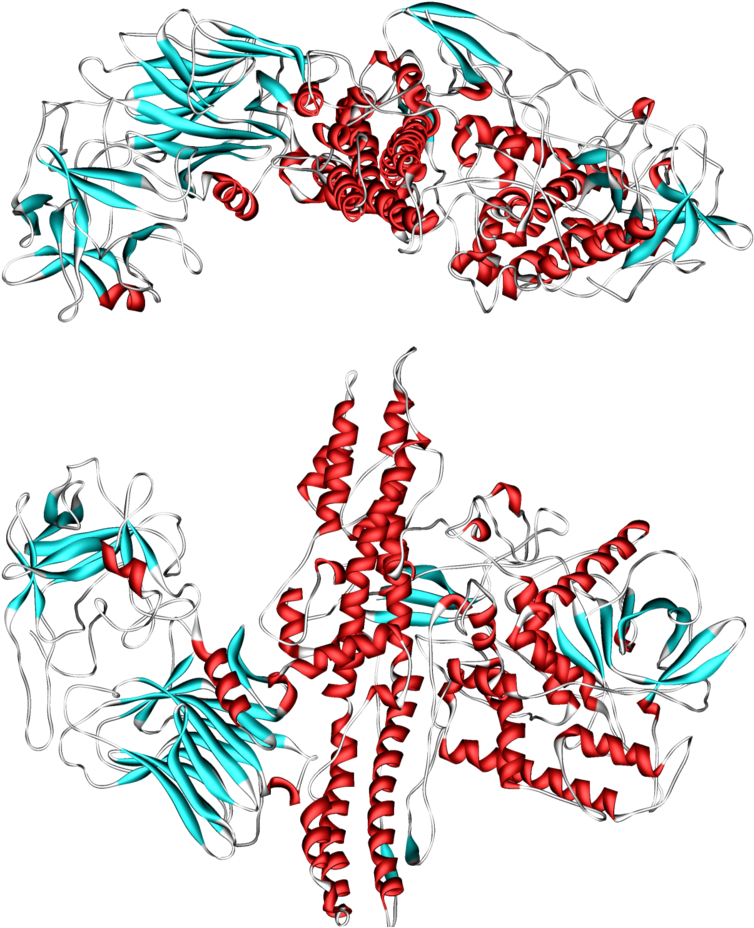 Botulinum Toxin - - Botulinum Toxins And Botulism (800x968), Png Download