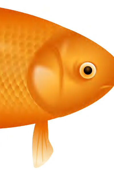Example Image Of A Fish - Goldfish (400x600), Png Download