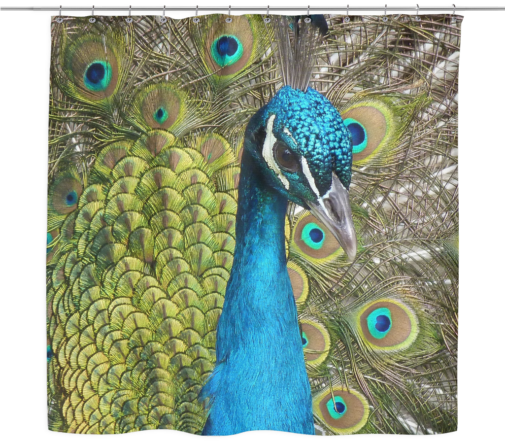 Peacock Shower Curtain Animales Pequeños, Aves, Amantes, - Peacock Tile Coaster (1024x1024), Png Download