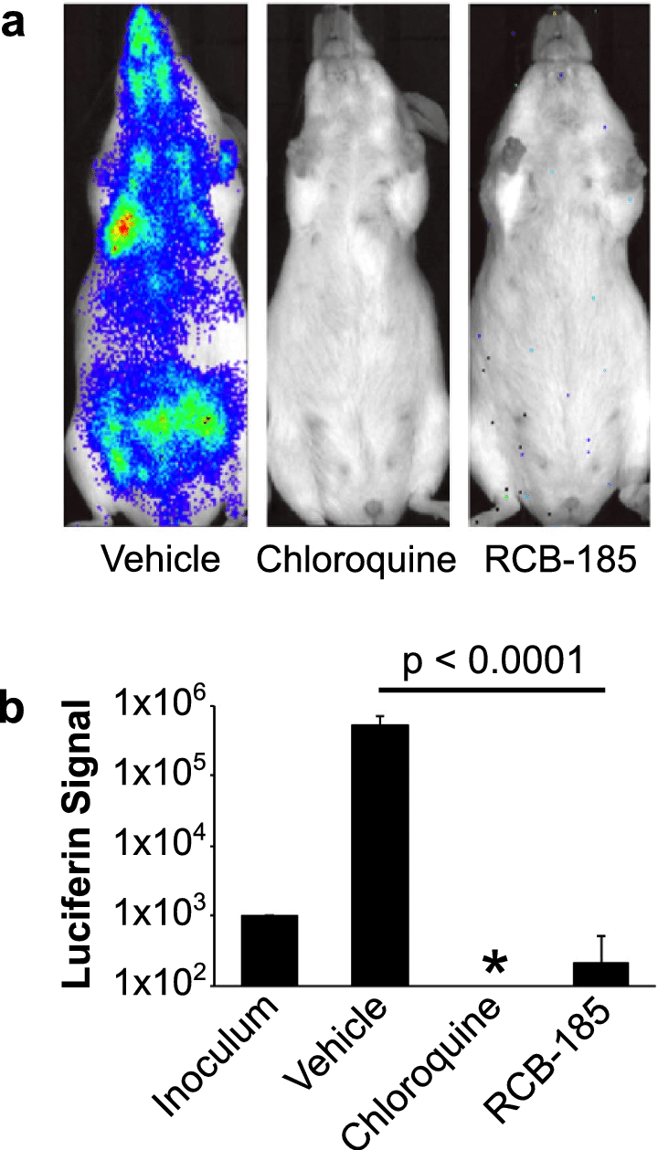 Download Rcb 185 Is Efficacious In A Mouse Model Of Malaria Malaria Png Image With No Background Pngkey Com Download Rcb 185 Is Efficacious In A Mouse Model Of Malaria Malaria Png Image With No Background Pngkey Com