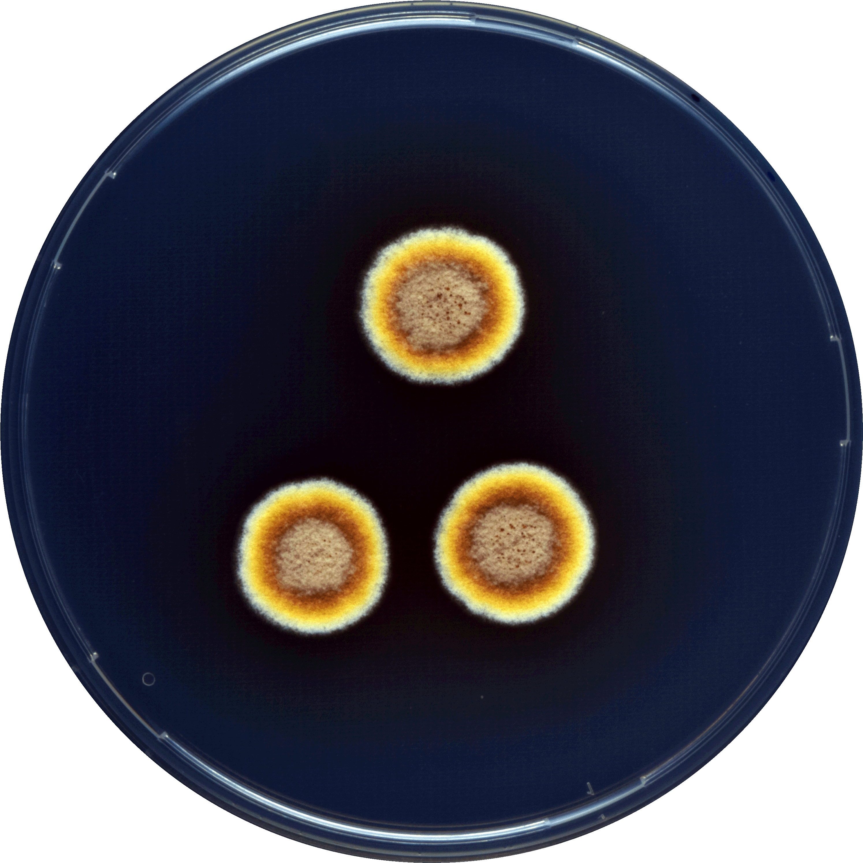 Aspergillus Zutongqii Cya - Circle (3000x3000), Png Download