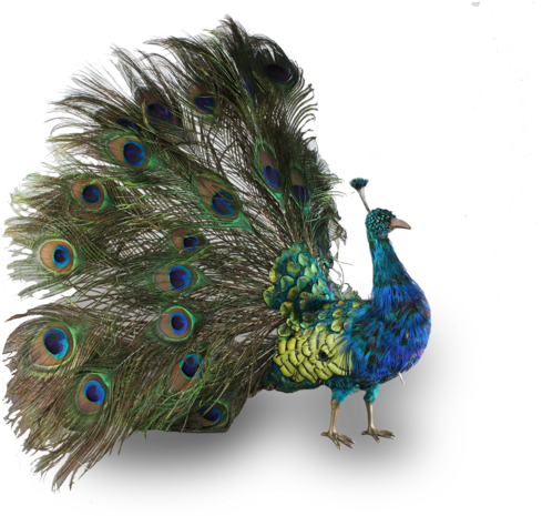 Peacock Automaton, By Roullet & Decamps - Antique Peacock Taxidermy (557x500), Png Download
