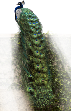 Peacock Bird Nature Foreground Background - Peacock Living Room Decorative Pvc Removable Wall Sticker (240x559), Png Download