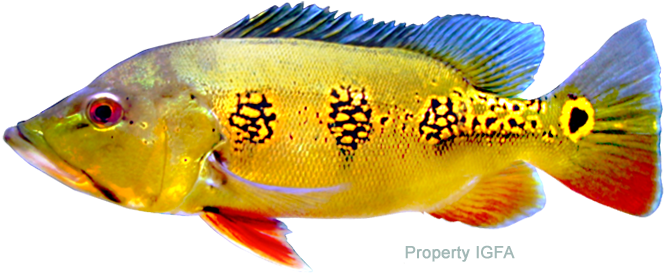 Orinoco Peacocks Can Be Distinguished From All Other - Peacock Fish Species (720x304), Png Download