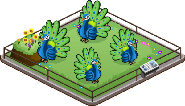 Peacock Family - Lawn (600x344), Png Download