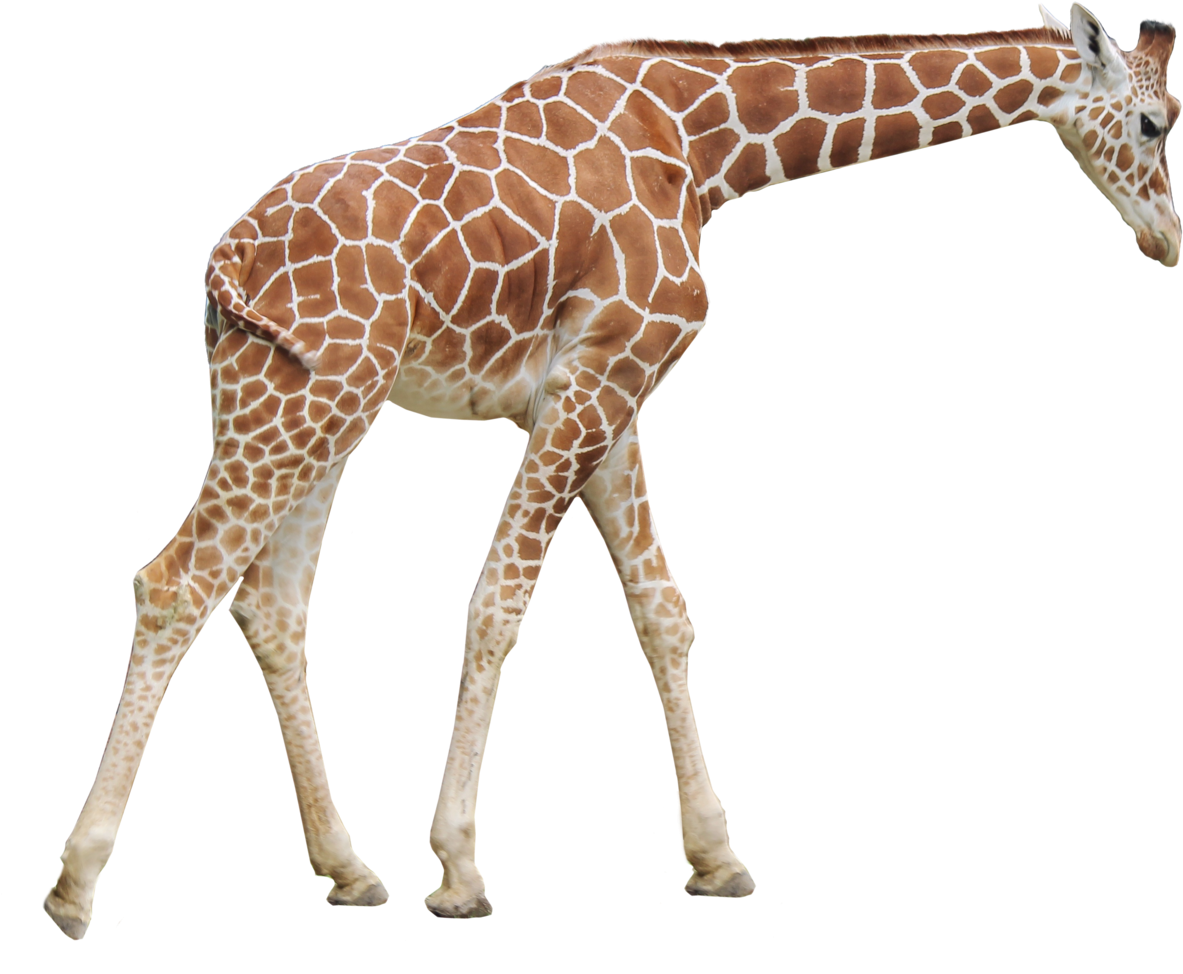 Giraffe Png Picture - Giraffe Png (1500x1500), Png Download
