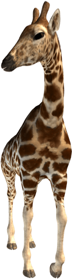 Giraffe - Giraffe With Transparent Background (411x556), Png Download