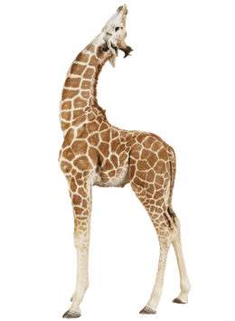 Giraffe Up - Baby Giraffe Png (400x400), Png Download