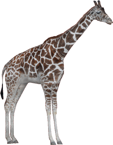 Rothschildgiraffeam - Giraffe Zoo Tycoon Png (510x510), Png Download