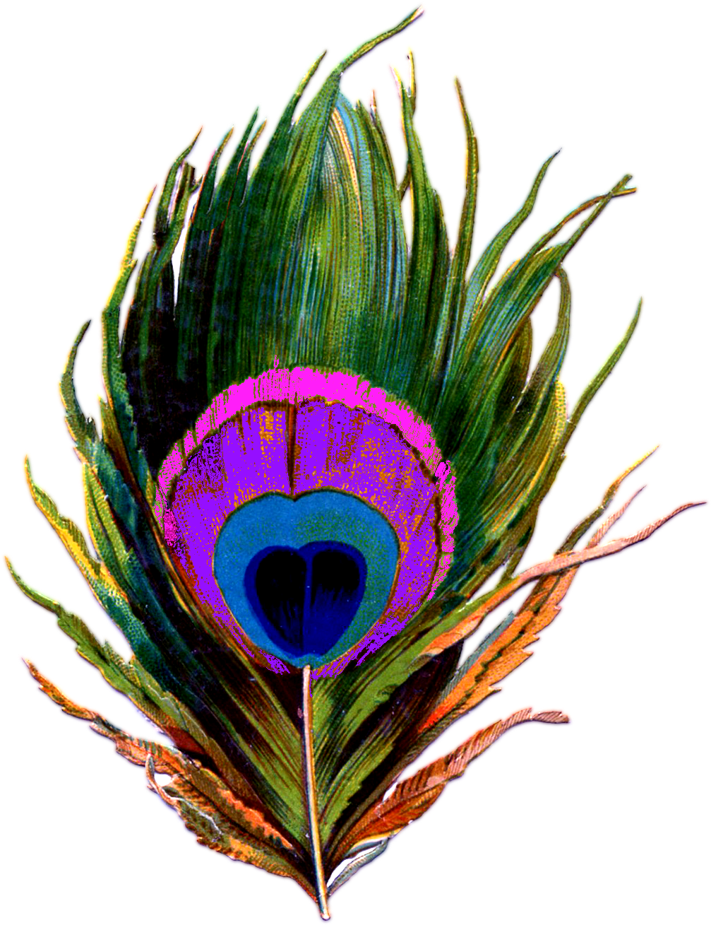 Peacock-feather Png - Png Mayur Pankh (1084x1350), Png Download