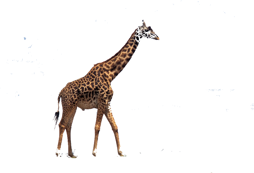 Christmas Giraffe Wallpaper Wallpapersafari - Ralph Lemon By David Velasco & Thomas J. Lax (1024x768), Png Download