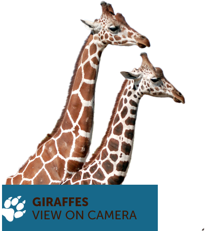 Giraffe (404x454), Png Download