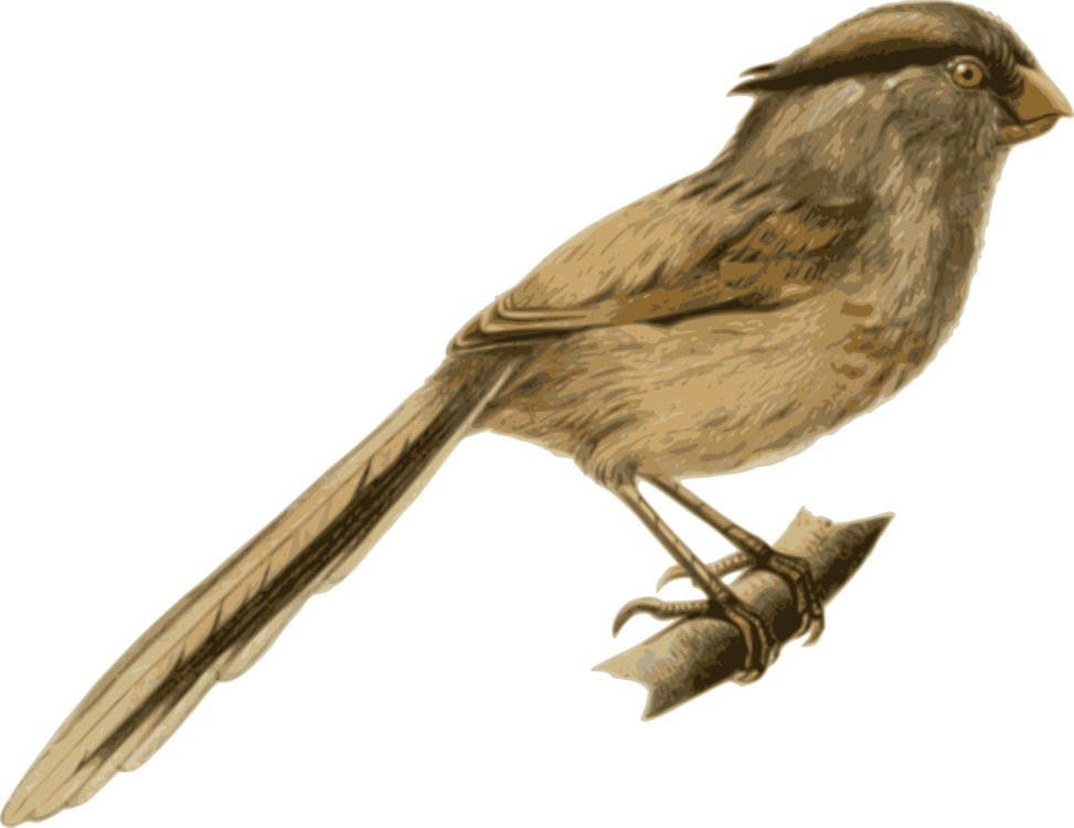 Bird Flight Feather Reed Parrotbill New World Warblers - Birds Sitting On A Branch Png (973x750), Png Download
