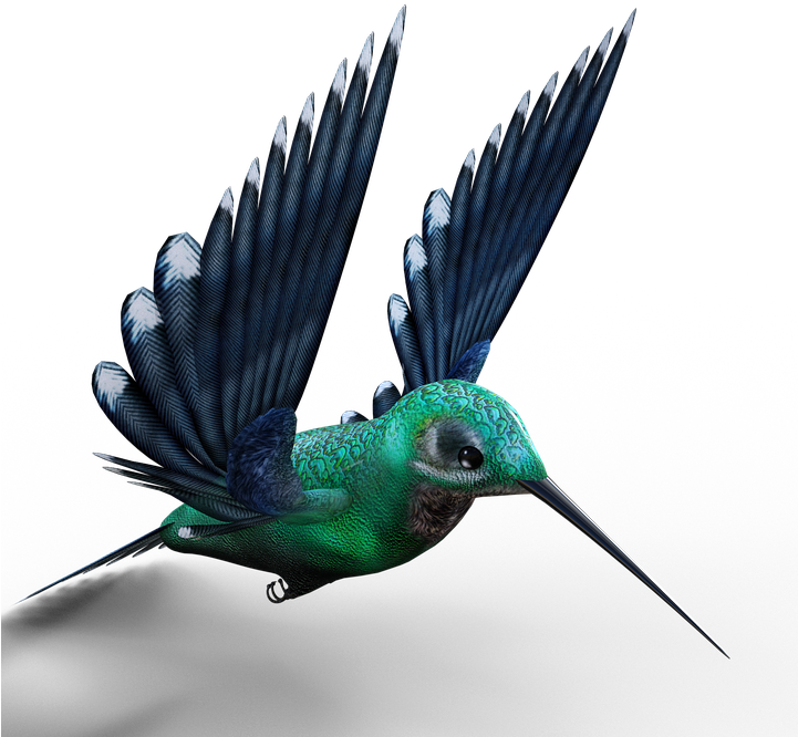 Hummingbird, Birds, Bill, Feather, Fly, Foraging - Hummingbird (720x720), Png Download
