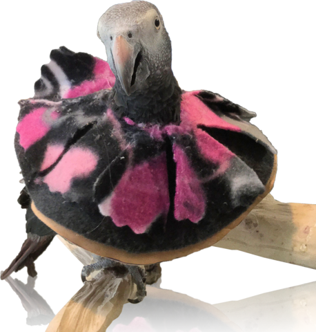 Leather Bird Collar - Birdcage (458x480), Png Download