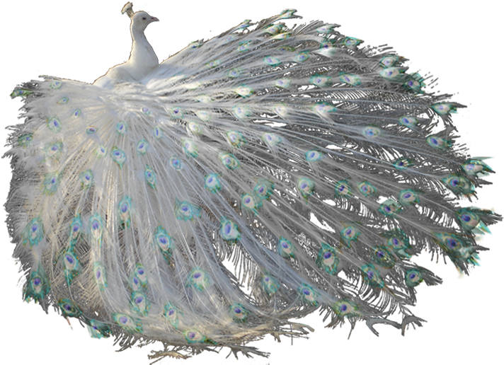 Gloria Dexter - Wwseven Peacock Crystal Diamond Painting Diy Resin (724x544), Png Download