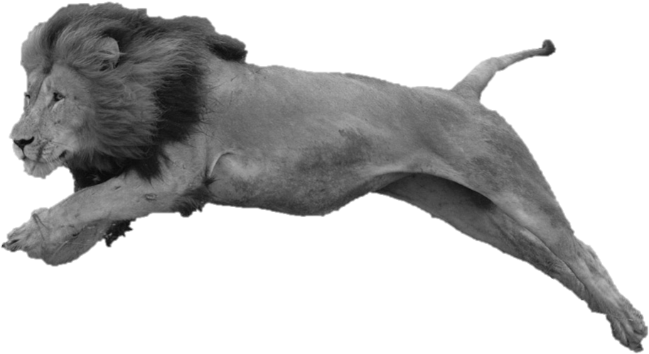 File History - Masai Lion (1001x613), Png Download