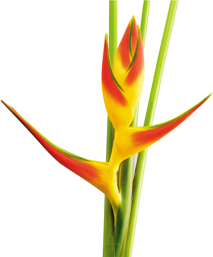 Lobster-claws (870x864), Png Download