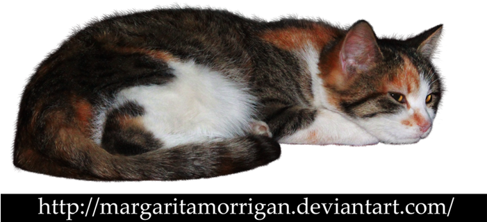 Tricolor Cat By Margarita-morrigan - Cat Png Deviantart (700x348), Png Download