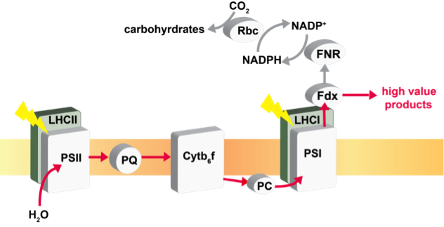 Specifically, We Aim To Re-direct Photosynthetic Electron - Diagram (632x323), Png Download