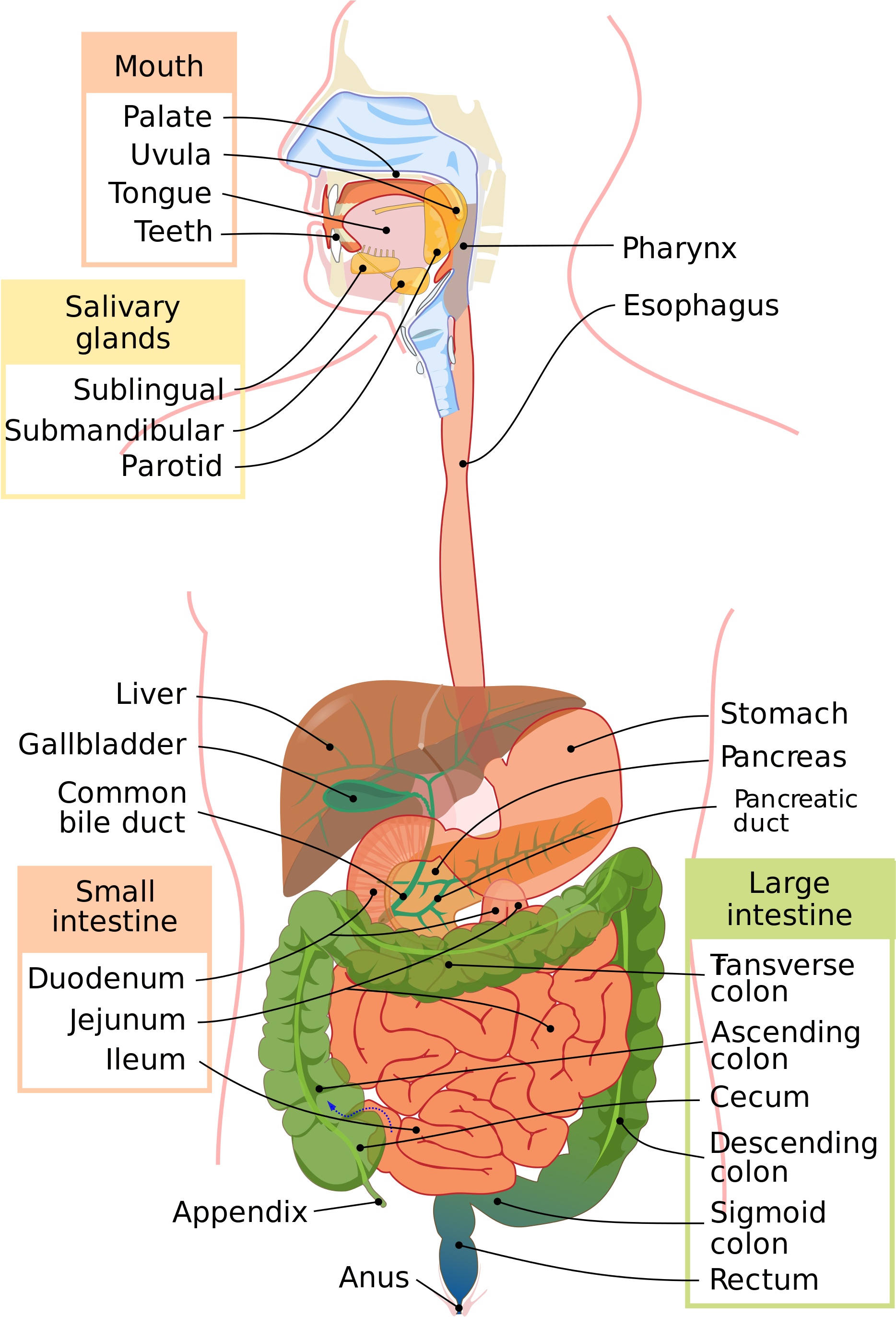 Open - Human Digestive System In Tamil (2000x2826), Png Download