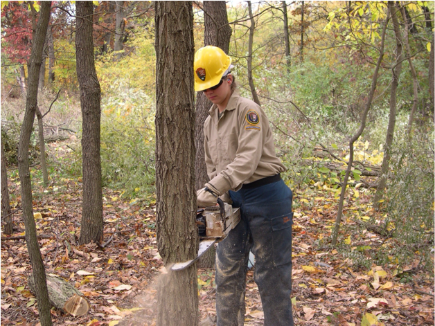 Which Can Cause Many Animals To Die, And Then It Will - Cutting Down Tree Forest (984x470), Png Download