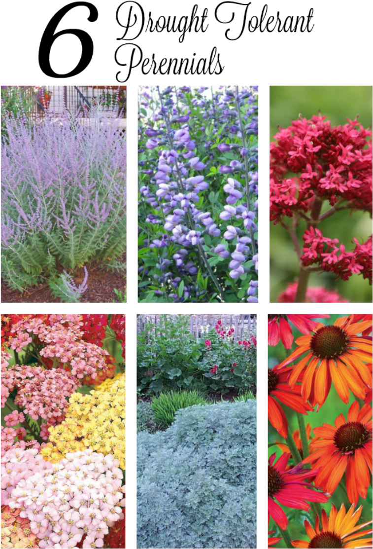 If You Have A Sunny, Dry Spot In Your Garden, These (800x1143), Png Download