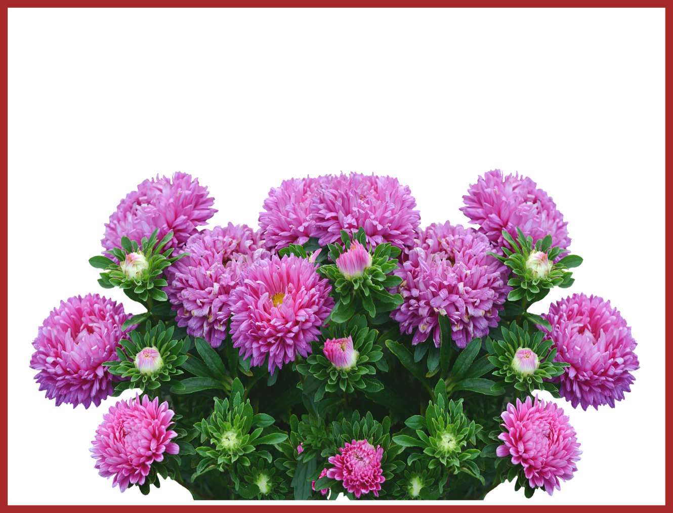 Astonishing Garden Autumn Purple For Aster Flower Png (1330x1014), Png Download