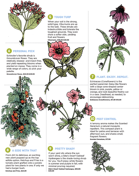 The Best Plants For Direct Sunlight, Yards That Gather - Folio Eleven From Burchard Of Sion's De Locis Ac Mirabilibus (494x640), Png Download