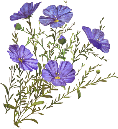 Balloon Flower (472x760), Png Download