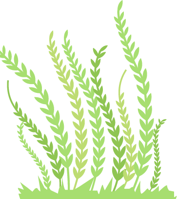 Perennial Ryegrass (363x407), Png Download