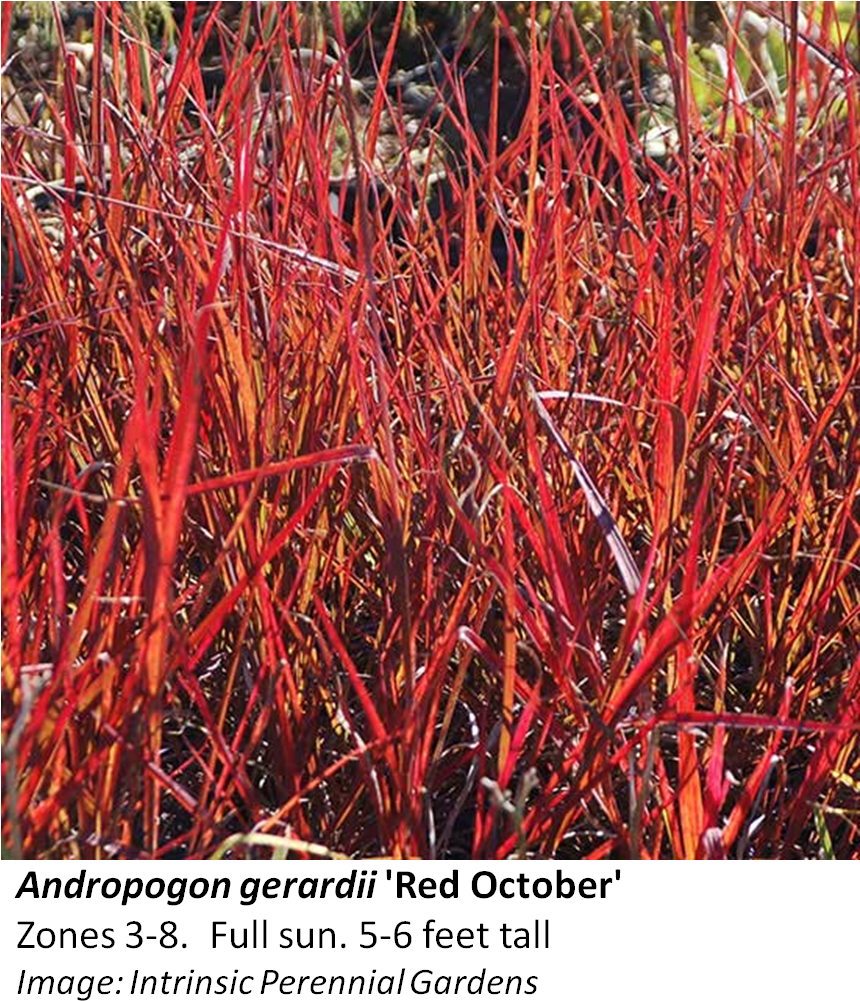 Andropogon Red October (871x1014), Png Download