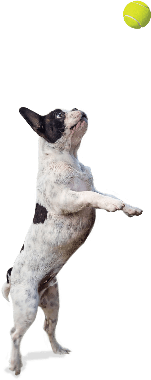 Artevite Dog Jumping - Picsart Png New Dog (500x1223), Png Download