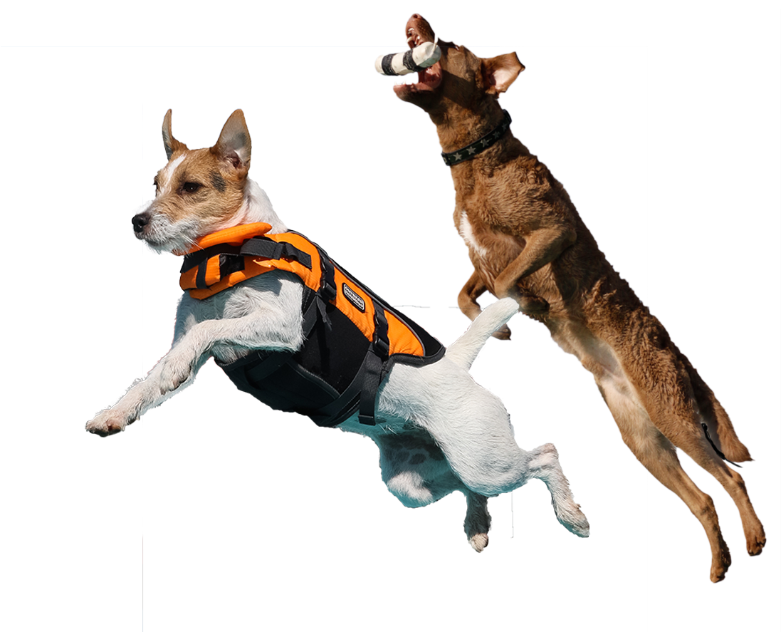 Faq - Dog Catches Something (1131x900), Png Download