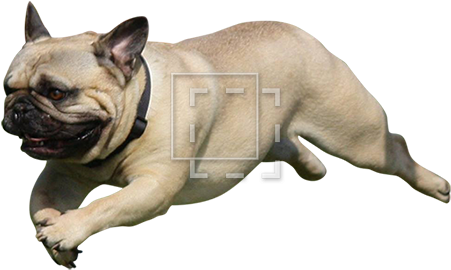 Cutout People - Pug Jumping (450x450), Png Download