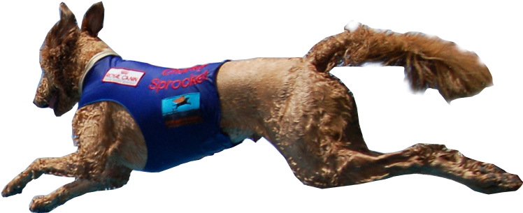 Dog Catches Something (1500x1006), Png Download